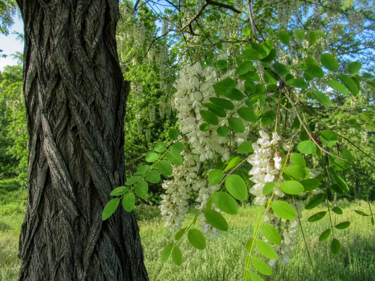 Zdjęcie rośliny Robinia akacjowa